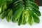 Branch of Green Soursop leaves