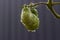 Branch with green tomatoes covered with raindrops