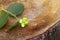 Branch of green unripe hazelnuts on the tree stump.