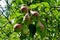 Branch with a group of pears close up