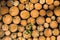 A branch grows next to a uniform pattern of cut trees near a lake in the Upper Austria area.