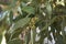 Branch with gumnut of Eucalyptus