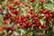 Branch Of The Hawthorn with Mature Fruits