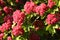 Branch hawthorn Paul Scarlett in spring blossom