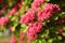 Branch hawthorn Paul Scarlett in spring blossom