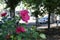 Branch of Hibiscus moscheutos with crimson flowers