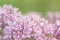 branch of Himalayan lilac. Spring flowers concept. Blur and selective focus. Macro photo