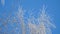 Branch in hoarfrost on background blue sky