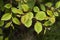 Branch of Hornbeam, carpinus betulus, Normandy