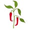 branch of hot red chili pepper. Mature vegetable fruit, jalapeno capsicum. Vector