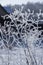 Branch ice covered on blurred cottage background. Hoarfrost on dried flowers in backlight at sunny day. Close up