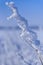 Branch ice covered on blurred natural background. Hoarfrost on dried flowers in backlight at sunny day. Macro shot