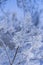 Branch ice covered on blurred natural background. Hoarfrost on dried flowers in backlight at sunny day. Macro shot