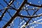 Branch with icicles on blue sky on sunny winter day