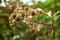 Branch of immature blackberries and flowers