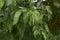 Branch with inflorescence of Ostrya carpinifolia tree