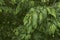 Branch with inflorescence of Ostrya carpinifolia tree