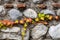 Branch of ivy with autumn colored leaves climbing on ancient brick and stone wall.