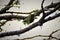 On the branch of the jabuticaba tree a bird thraupis palmarum