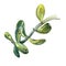 Branch of jade plant, money tree. Watercolor painting of stem with leaves.