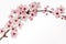 Branch of Japanese cherry blossom with white background