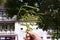 Branch of Japanese pagoda tree, Acacia, Styphnolobium japonicum or Sophora japonica with interesting fruits, town Delchevo