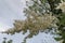 Branch of Japanese tree lilac or Syringa reticulata with white bloom close up in the springtime, Popular Zaimov park