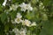 branch of jasmine, jasmine flowers, drops after rain