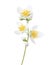 Branch of Jasmine`s Philadelphus flowers isolated on white background