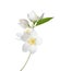 Branch of Jasmine`s Philadelphus flowers isolated on white background