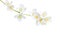 Branch of  Jasmine`s Philadelphus flowers isolated on white background