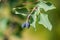 Branch of jergi with ripe blue berries and green leaves. Close-up