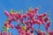 Branch of Judas tree ( Cercis Siliquastrum, Red Bud) with pink flowers