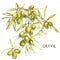 A branch of juicy, ripe green olives and flowers on a white background. Botanical illustration for packaging design