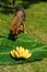 A branch of juicy yellow bananas on a green banana leaf. Ripe juicy fruits