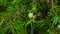 Branch of juniper with green riping cone-berry macro, selective focus, shallow DOF