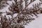 Ð branch of a juniper, a winter fairy tale, frost