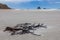 Branch of kelp washed ashore at Sandfly Bay South Island New Zealand