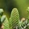 A branch of Korean fir with young cone in spring garden