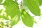 A branch of Kratom leaves with sunlight and blurr ed green nature background