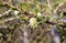 Branch of larch with young green needles and flower in spring.