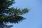 Branch of Lawson cypress against blue sky