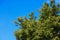 Branch and leaf of tree beautiful in the forest on blue sky background bottom view. concept world environment day Stop destroy th