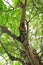 Branch leaf of tree beautiful in the forest on white background bottom view. concept world environment day Stop destroy the fores