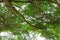 Branch leaf of tree beautiful in the forest on white background bottom view. concept world environment day Stop destroy the fores