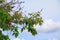 Branch leaf of tree beautiful in the forest on white background bottom view. concept world environment day Stop destroy the fores