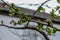 Branch with leafs on a overcast background