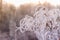 Branch with leaves covered by hoarfrost on a snowy background.