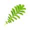 Branch with leaves of exotic fern on white, isolate