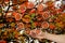 Branch with leaves in hand on a beautiful autumn background of red foliage of trees and environmental protection elements icons,